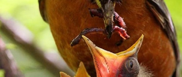 Dê uma chance as suas ideias e sonhos